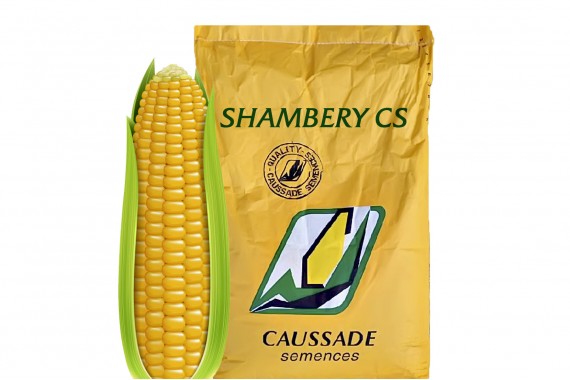 ШАМБЕРІ КС