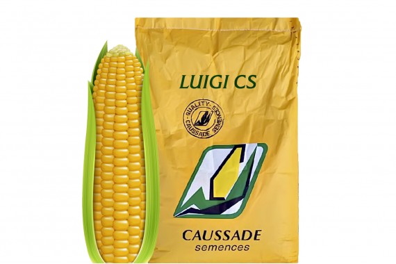 ЛУІДЖІ КС