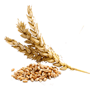 Насіння пшениці