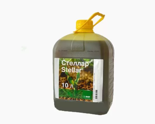 Стеллар