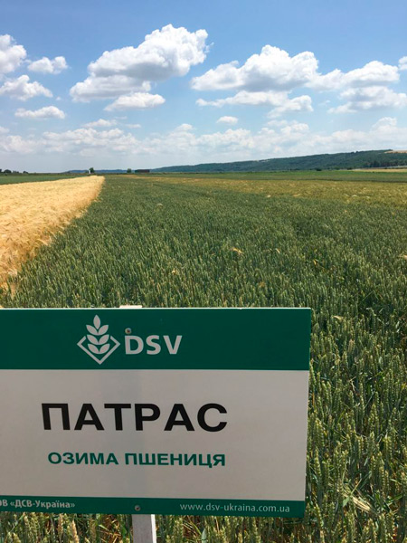Пшениця еліта Патрас