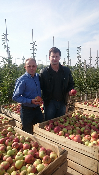 Урожай яблук ПАП “Аркадія”